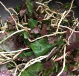 來看看折耳根？魚腥草？這些外地人不太敢嘗試的四川火鍋里食材