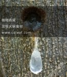 它被稱為“植物燕窩”,今天咱們來認(rèn)識它【重慶火鍋底料批發(fā)市場】