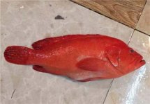 紅玫瑰很常見，可紅玫瑰魚你有見過嗎【重慶火鍋底料批發(fā)】